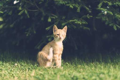 為什麼有些家暴受害者無法離開？